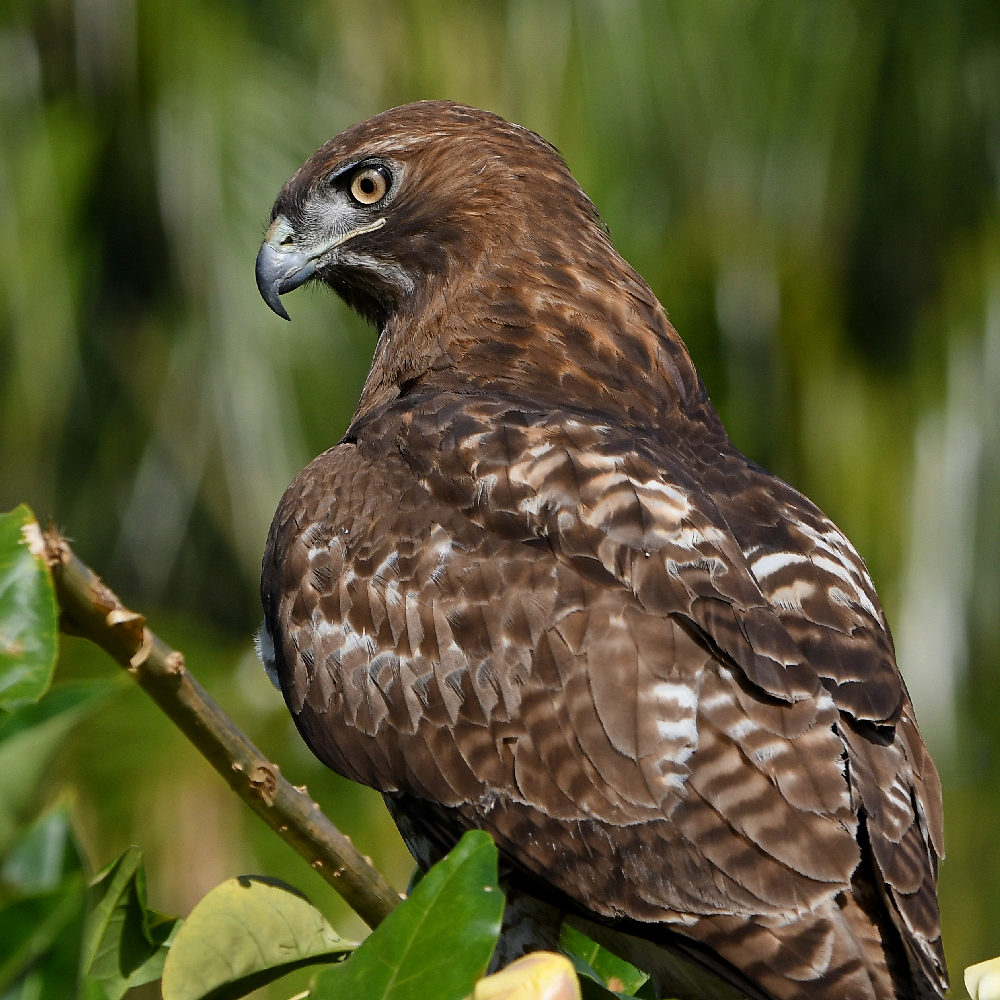 Hawk39.jpg