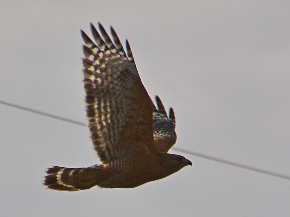 Hawk4.jpg