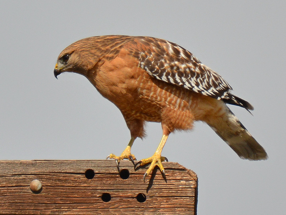 Hawk4.jpg
