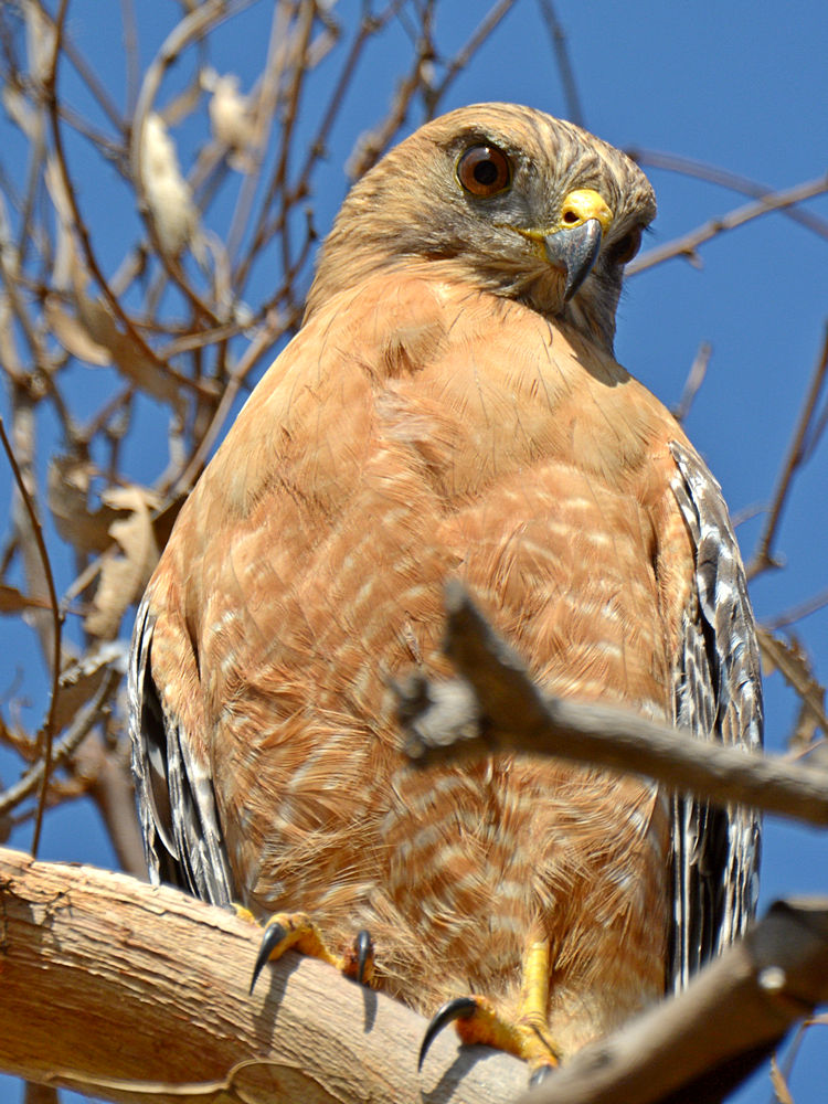 Hawk4.jpg