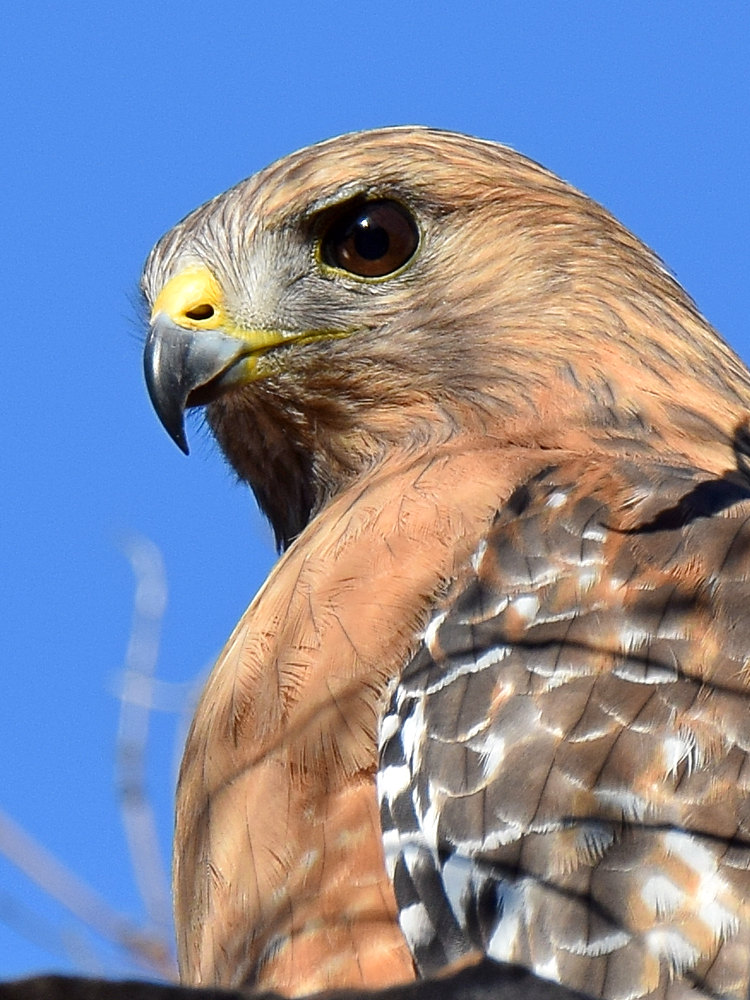 Hawk4.jpg