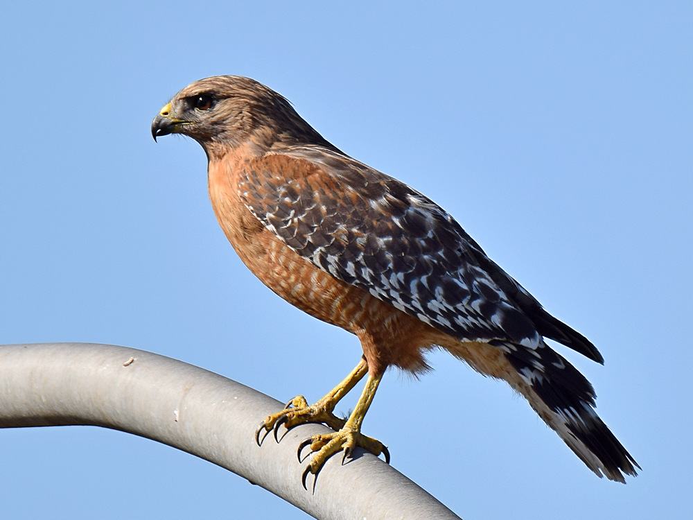 Hawk4.jpg