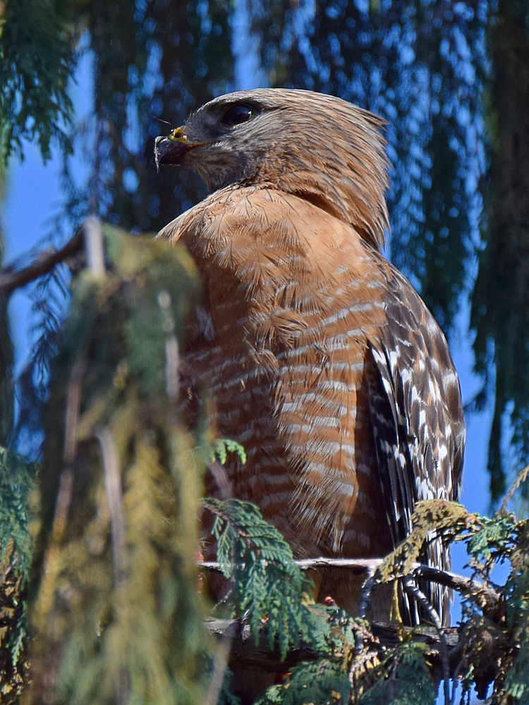 Hawk4.jpg