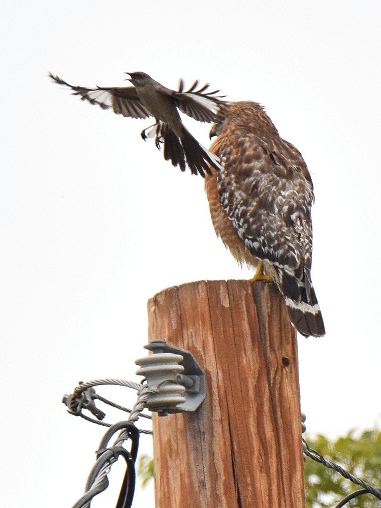 Hawk4.jpg