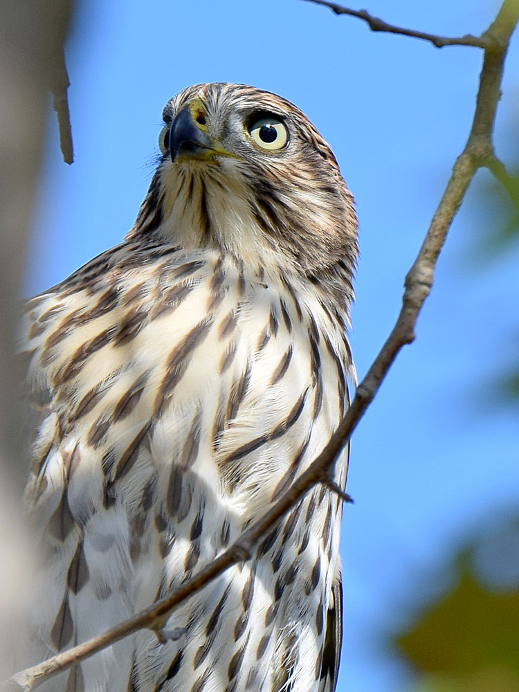 Hawk4.jpg