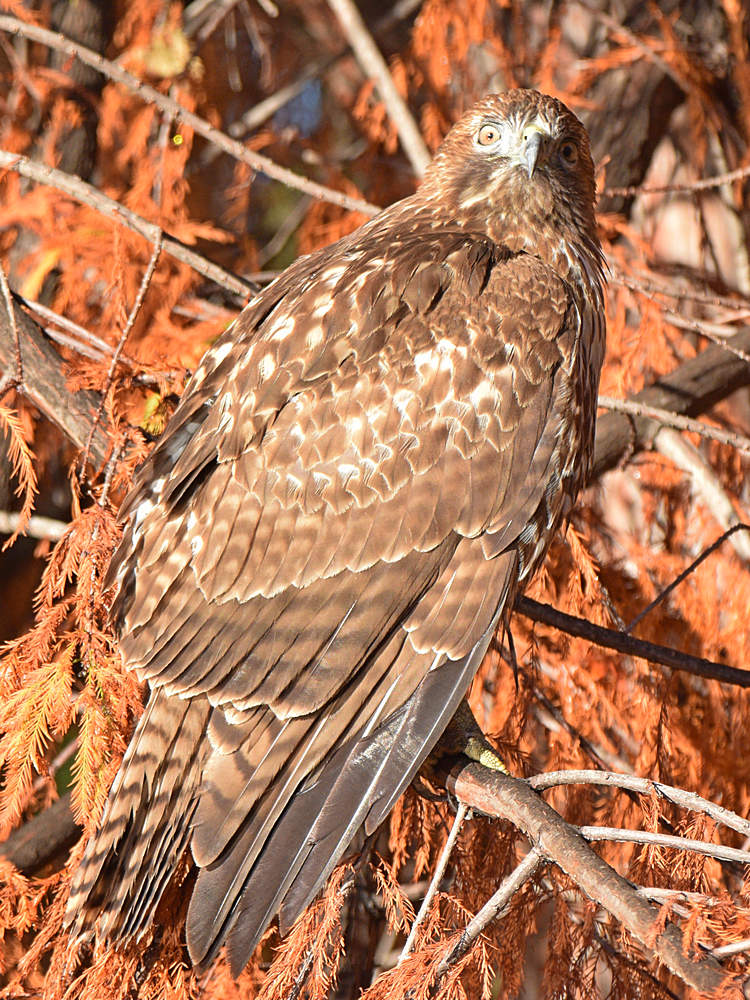 Hawk4.jpg