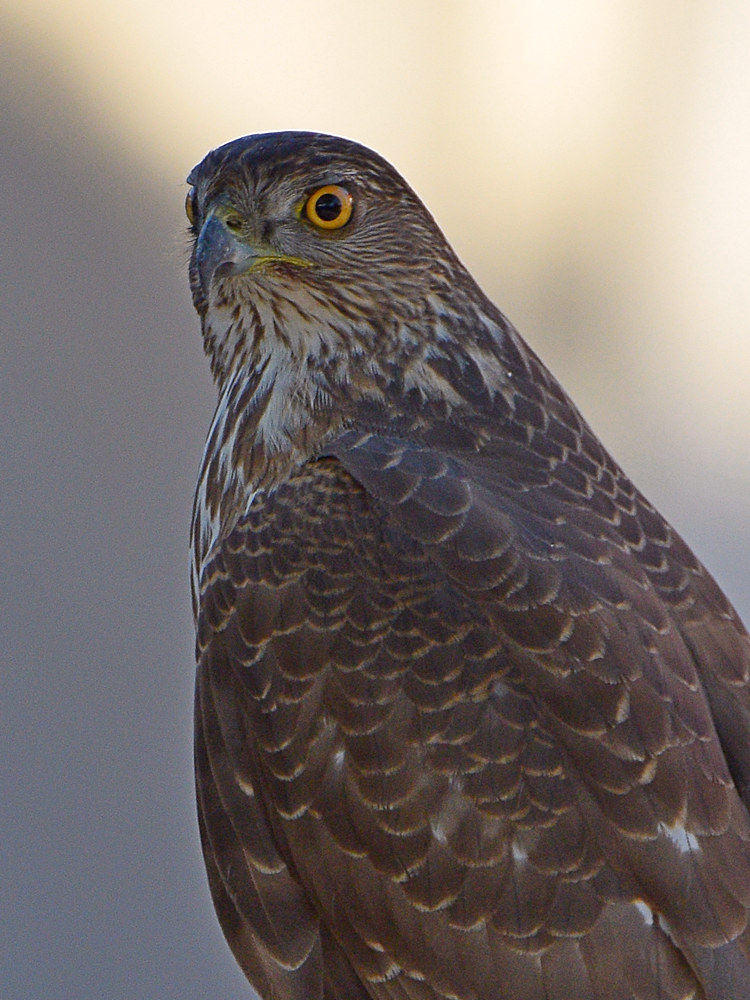 Hawk4.jpg