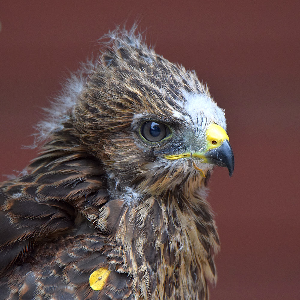 Hawk4.jpg
