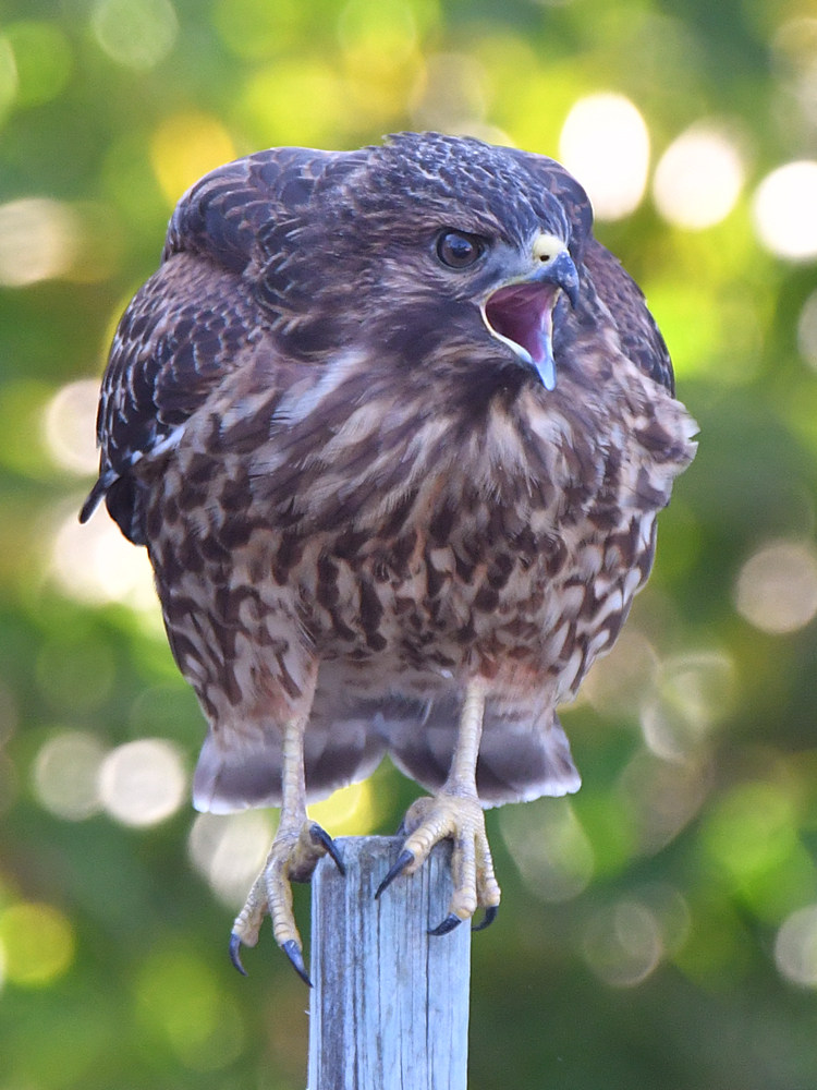 Hawk4.jpg