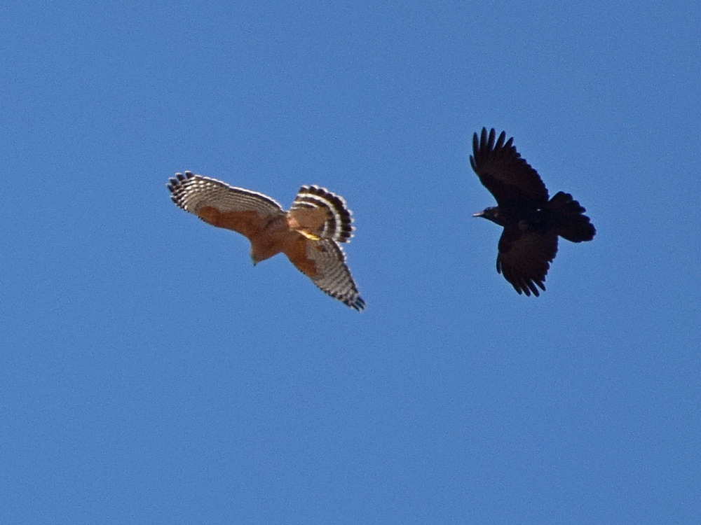 Hawk4.jpg