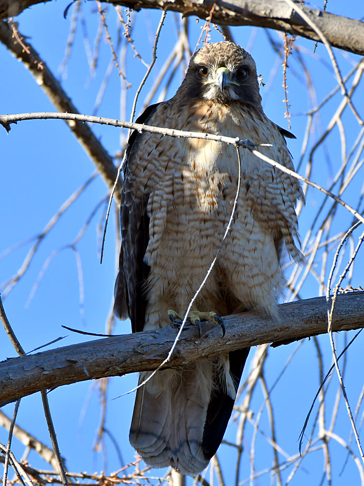 Hawk4.jpg