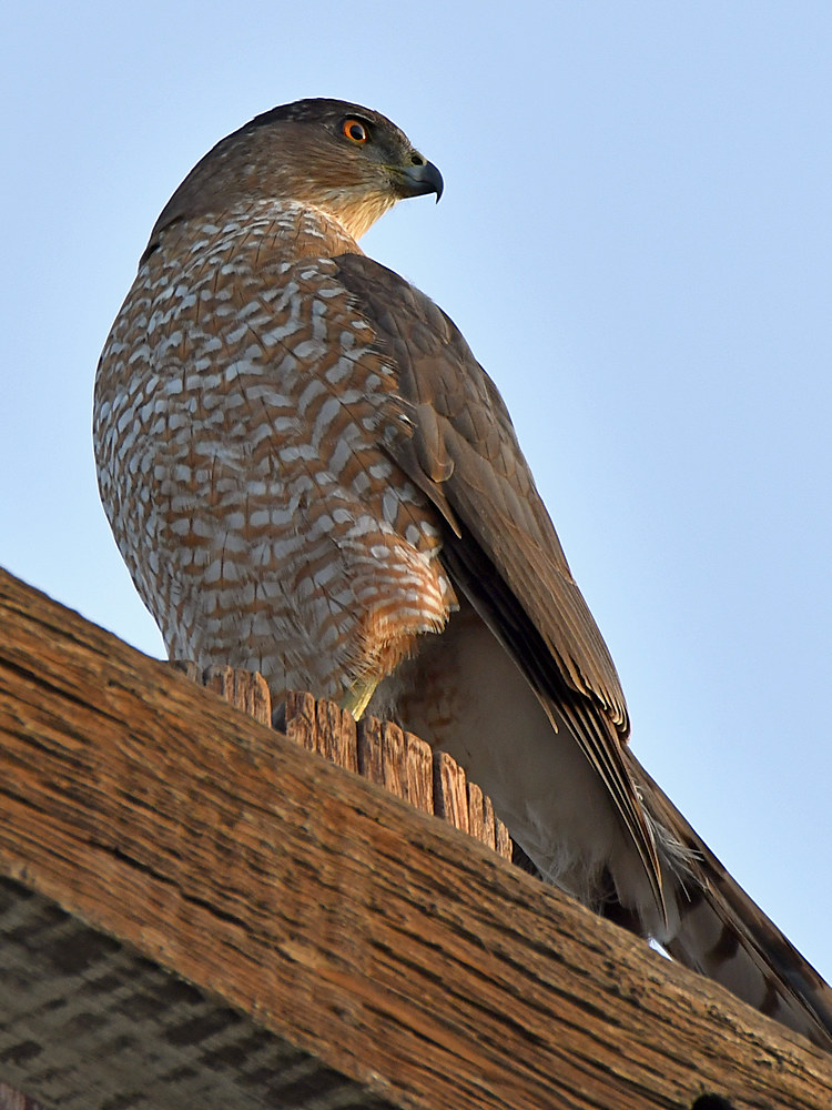 Hawk4.jpg