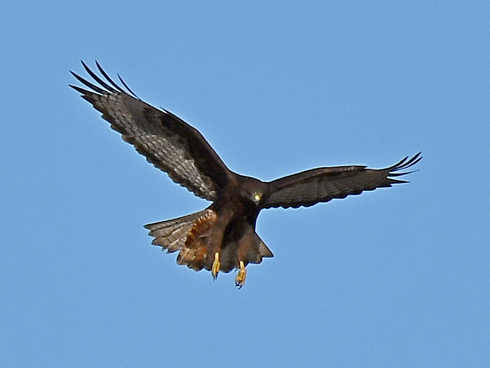 Hawk4.jpg