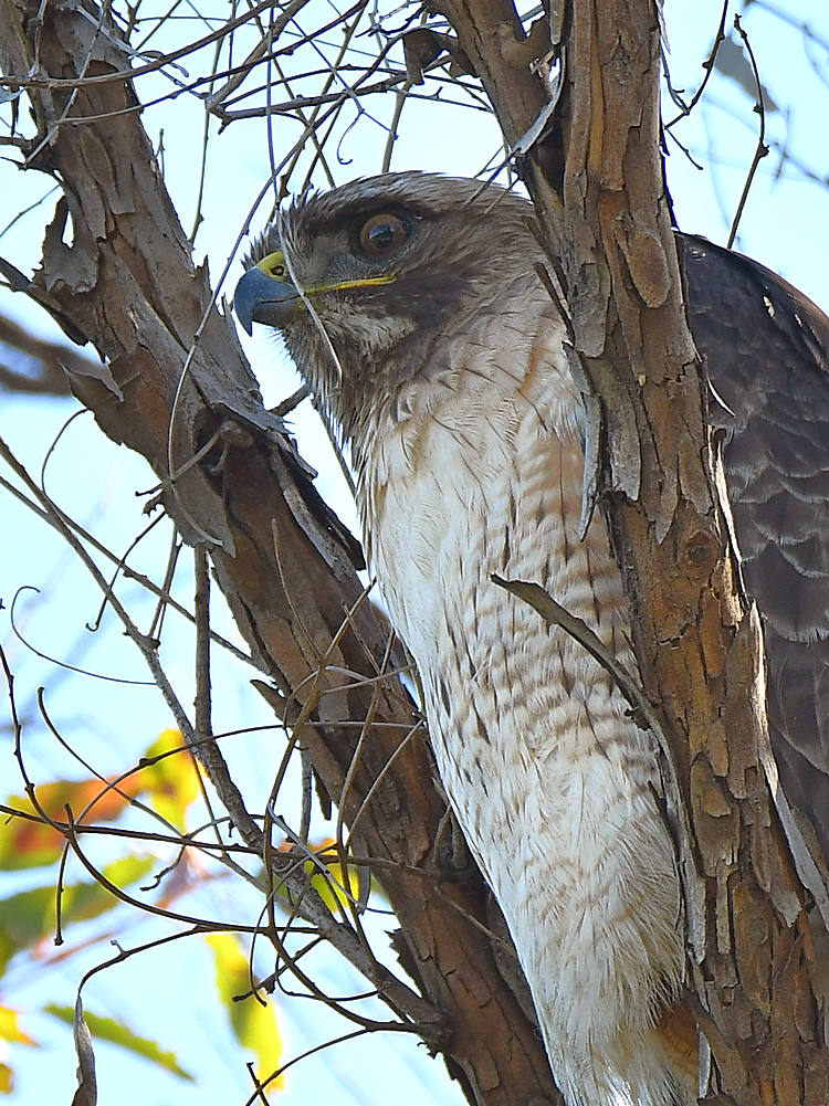 Hawk4.jpg