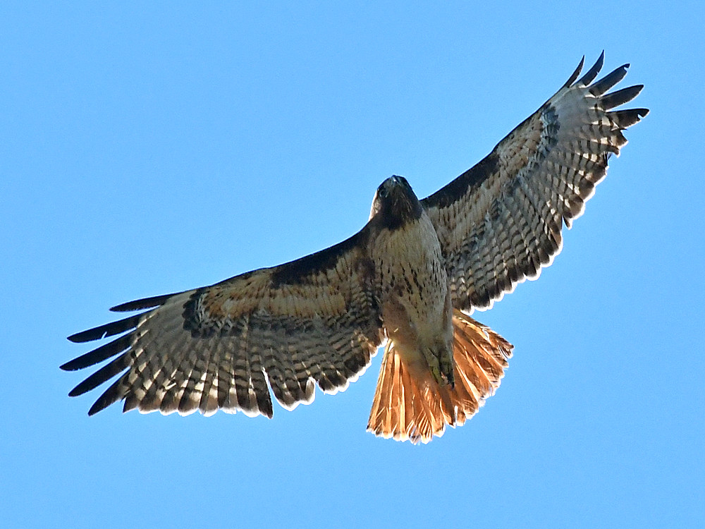 Hawk4.jpg