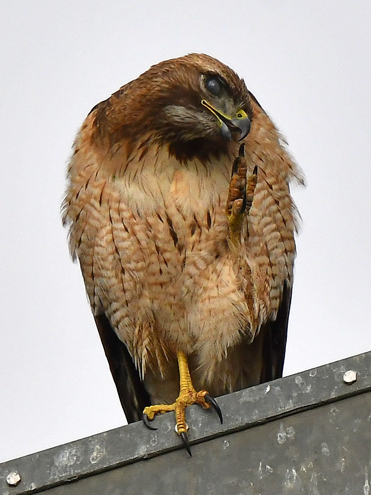 Hawk4.jpg