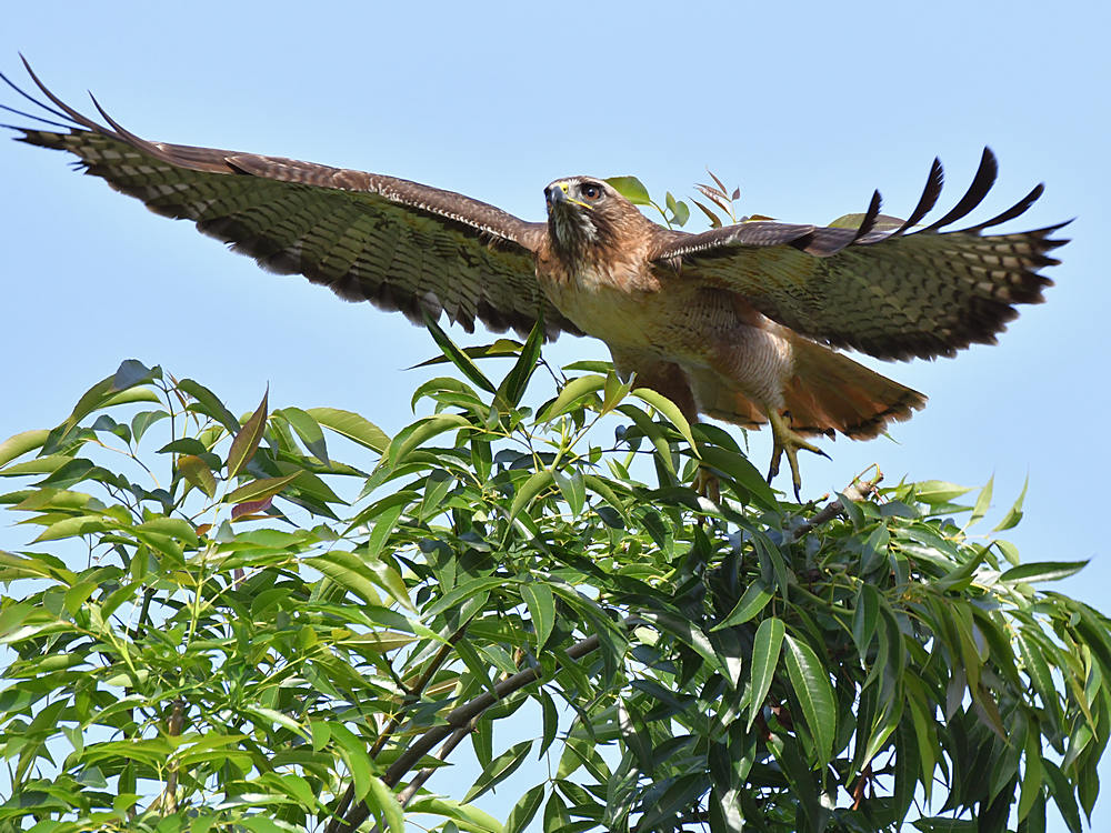 Hawk4.jpg