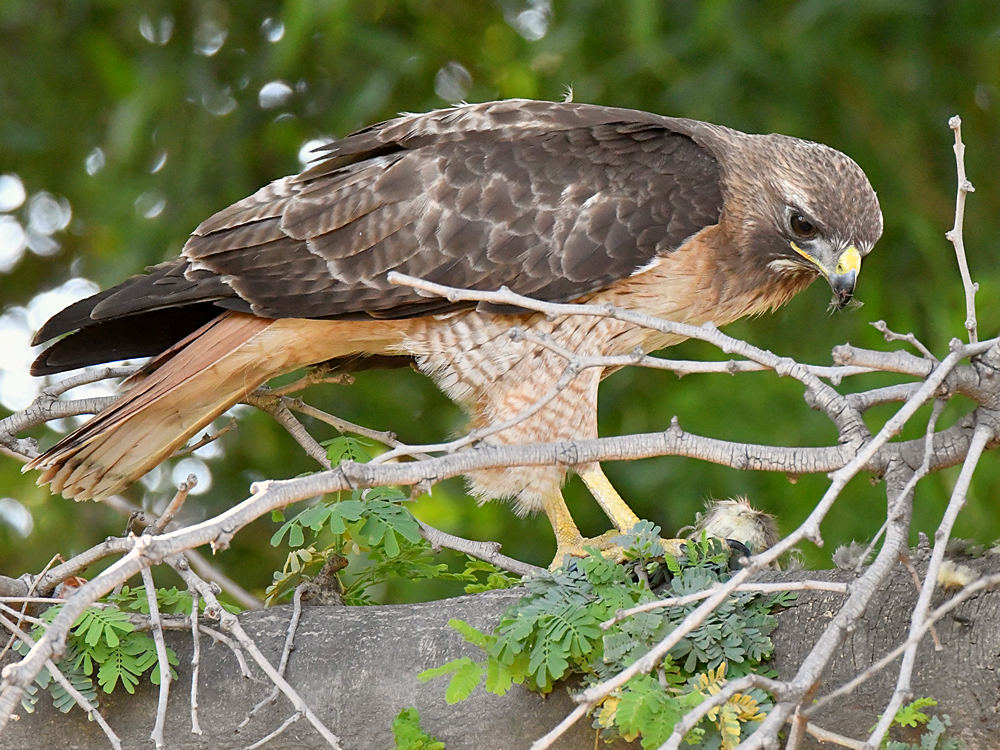 Hawk4.jpg