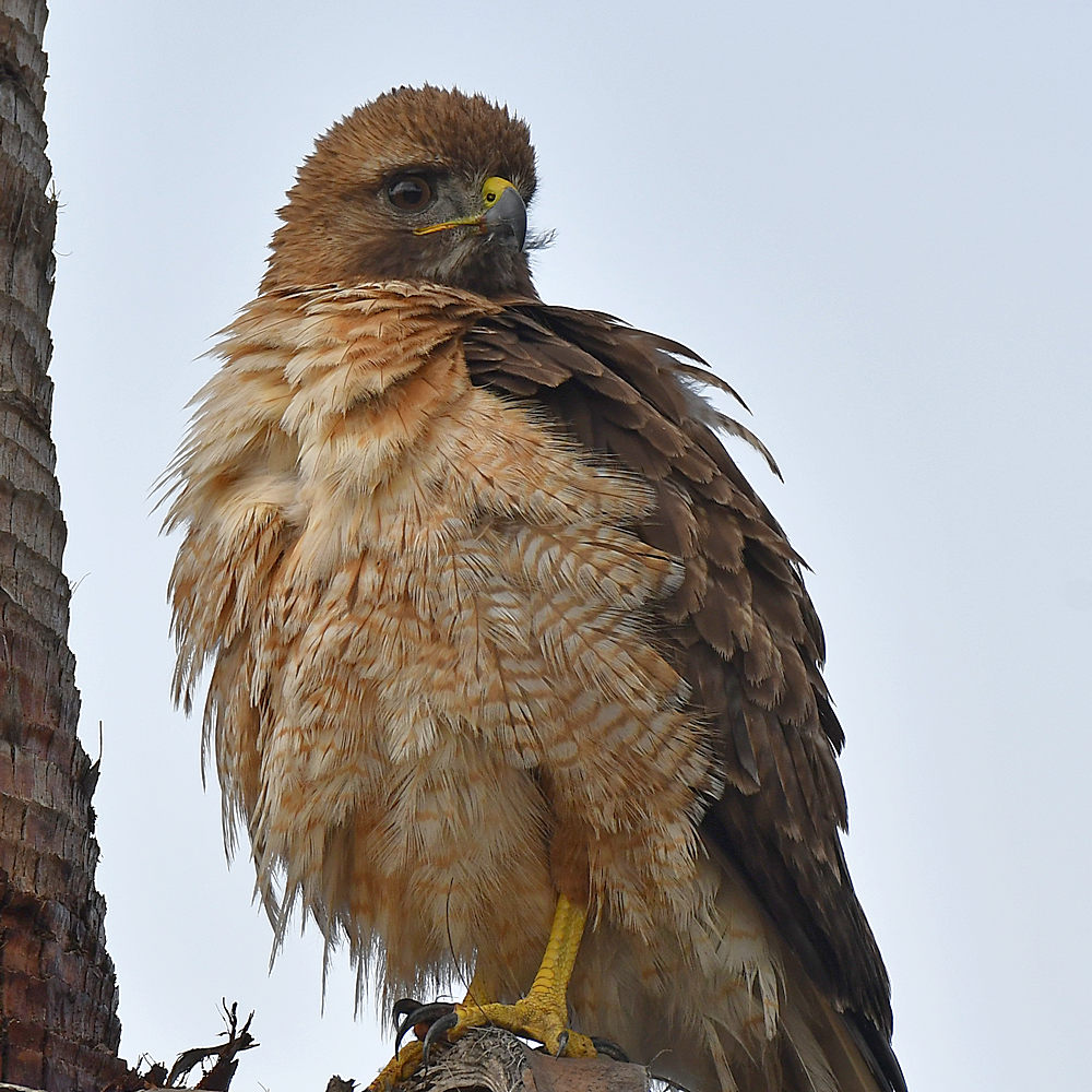 Hawk4.jpg