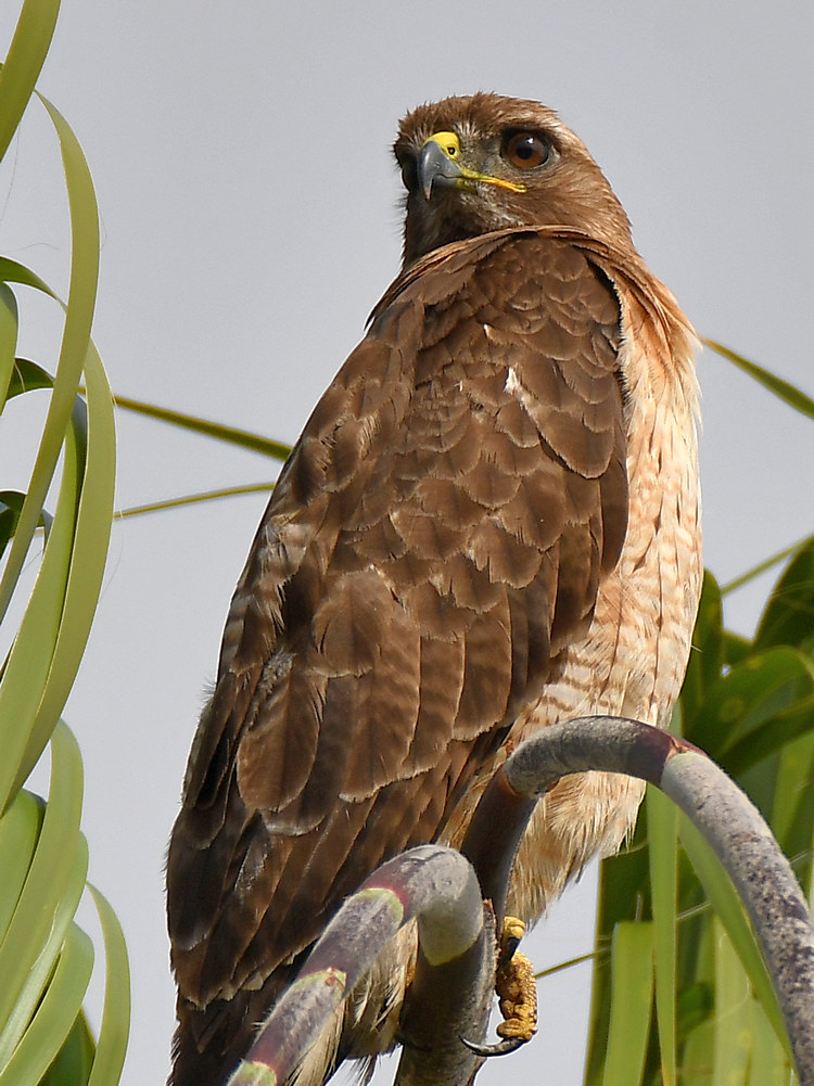 Hawk4.jpg