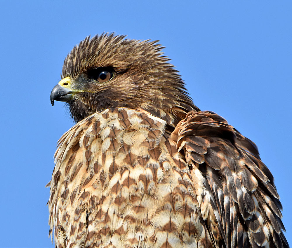 Hawk4.jpg