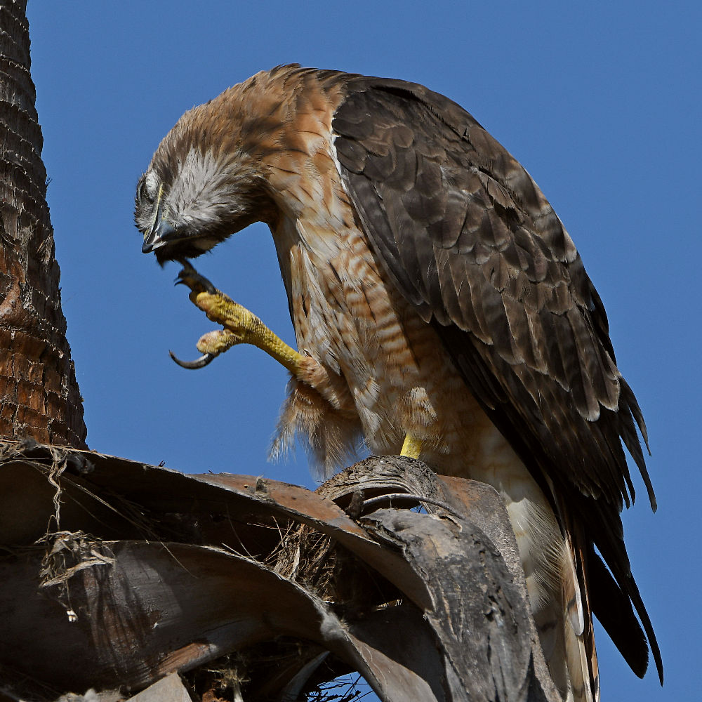 Hawk4.jpg