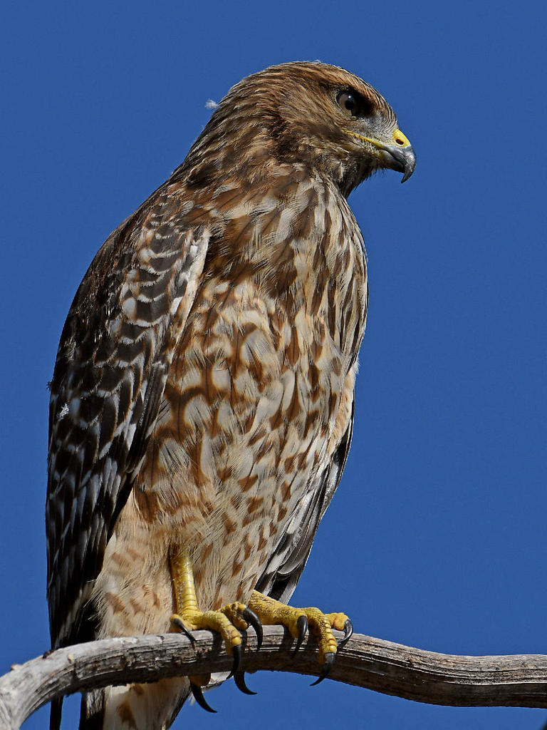 Hawk4.jpg