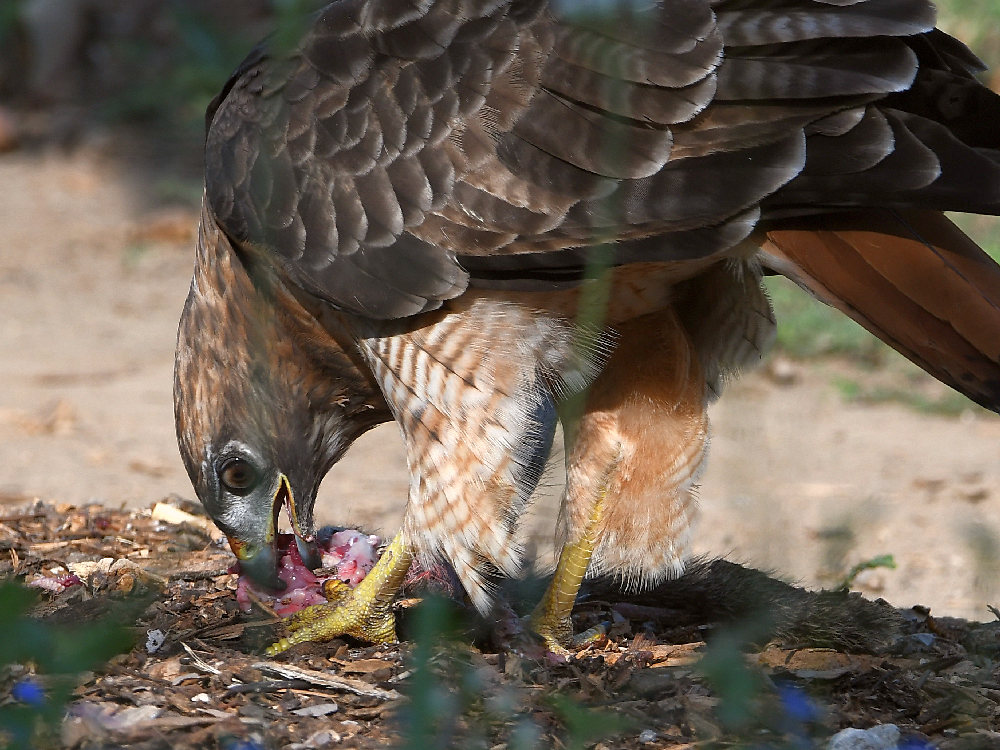 Hawk4.jpg