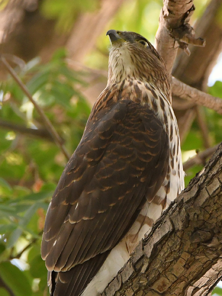 Hawk4.jpg