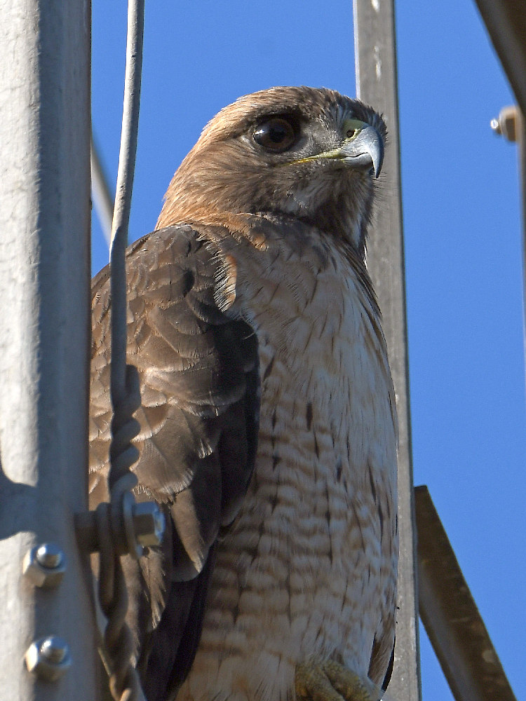 Hawk4.jpg