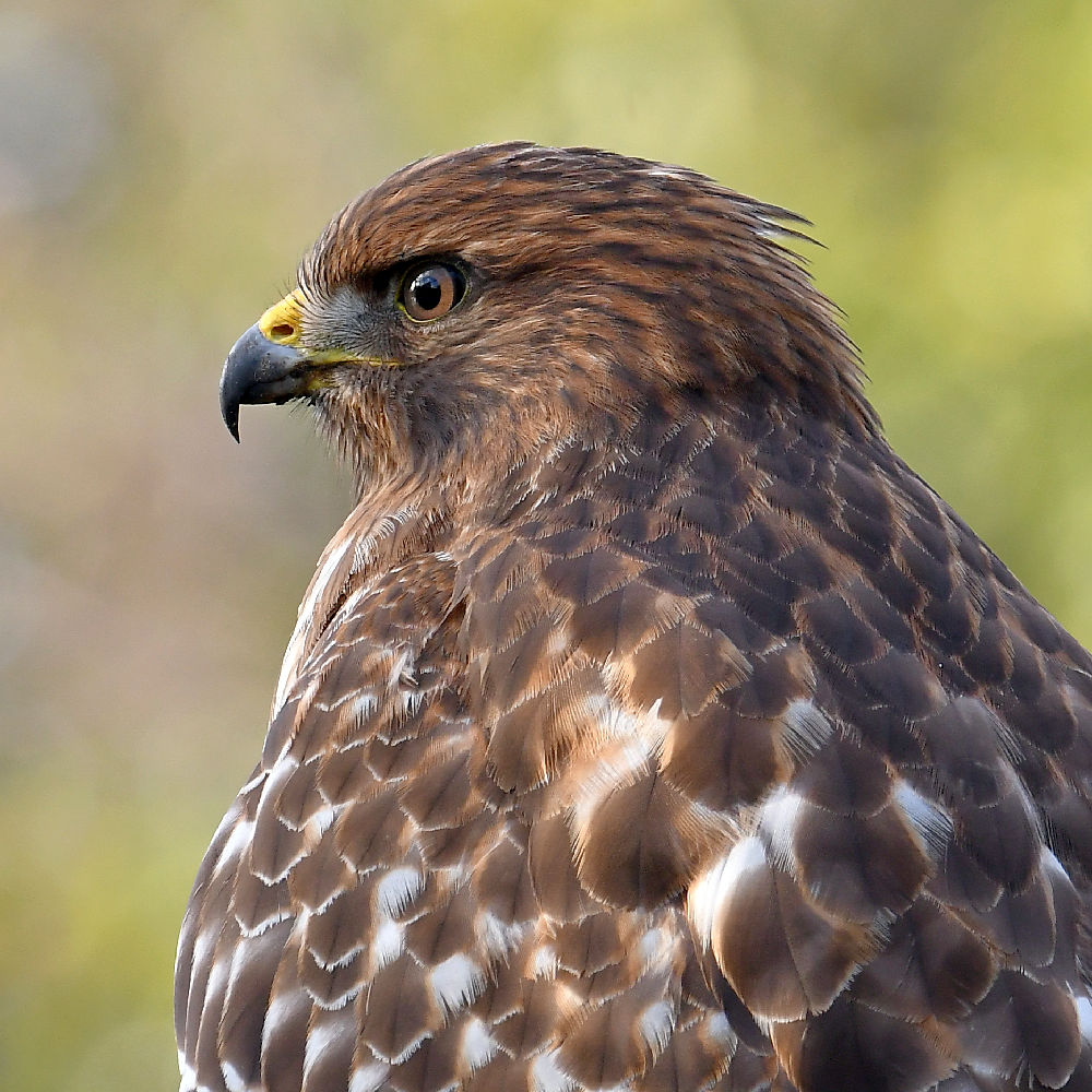 Hawk4.jpg