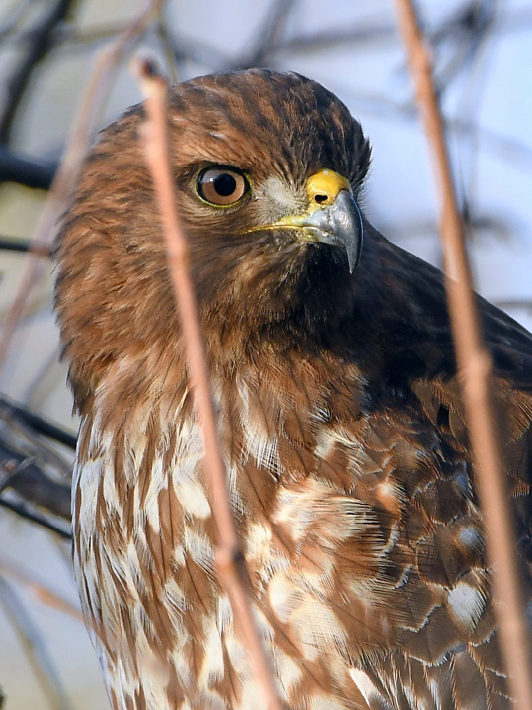 Hawk4.jpg