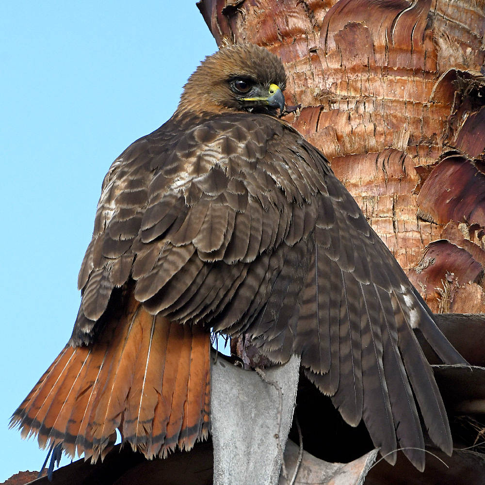 Hawk4.jpg