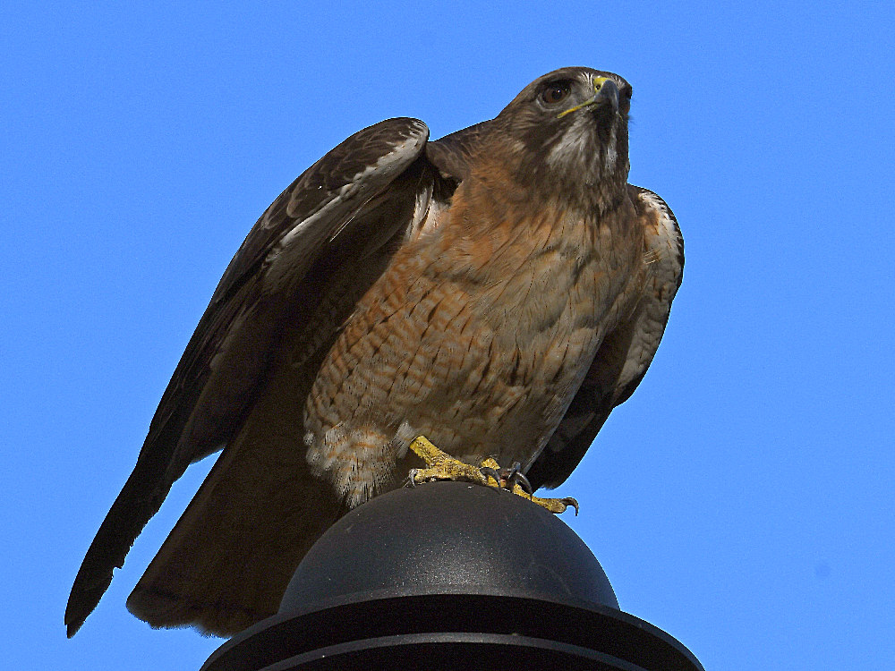 Hawk4.jpg