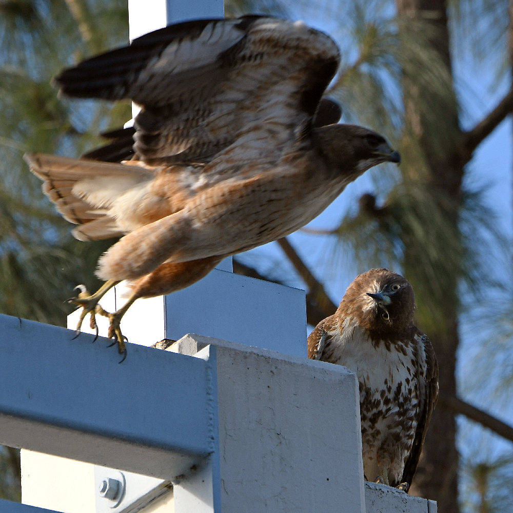 Hawk4.jpg