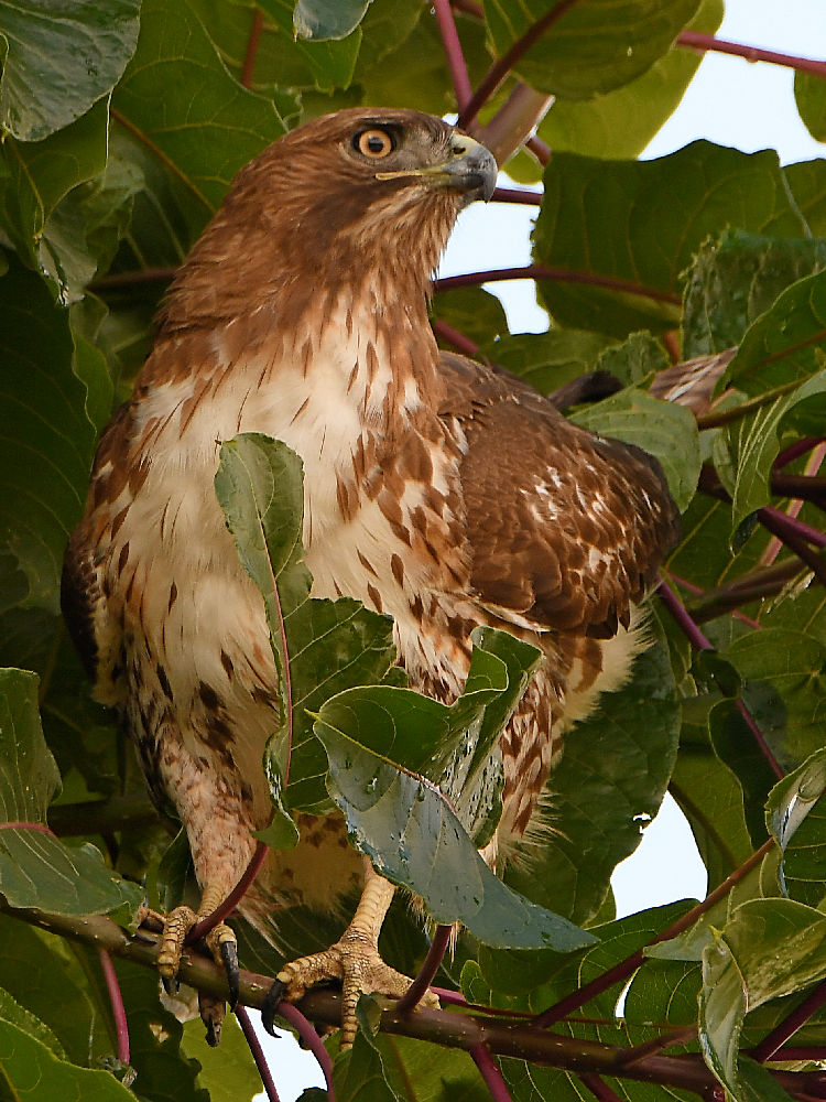 Hawk4.jpg
