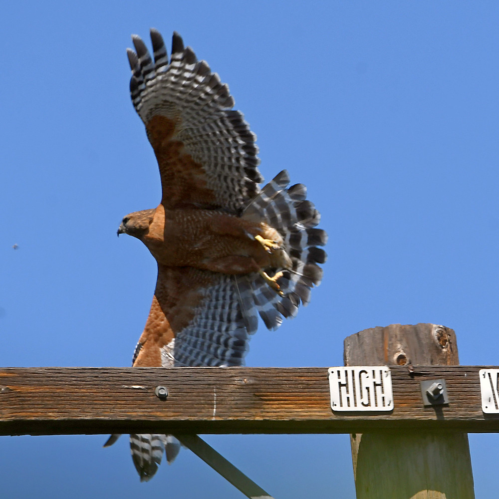 Hawk4.jpg
