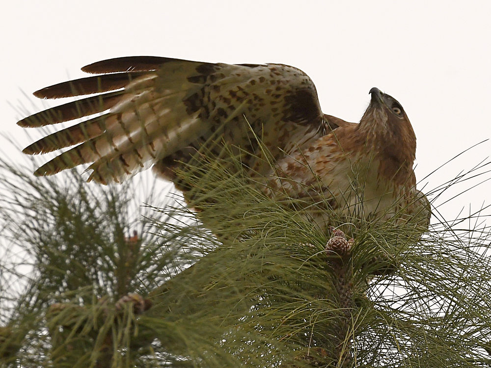 Hawk4.jpg