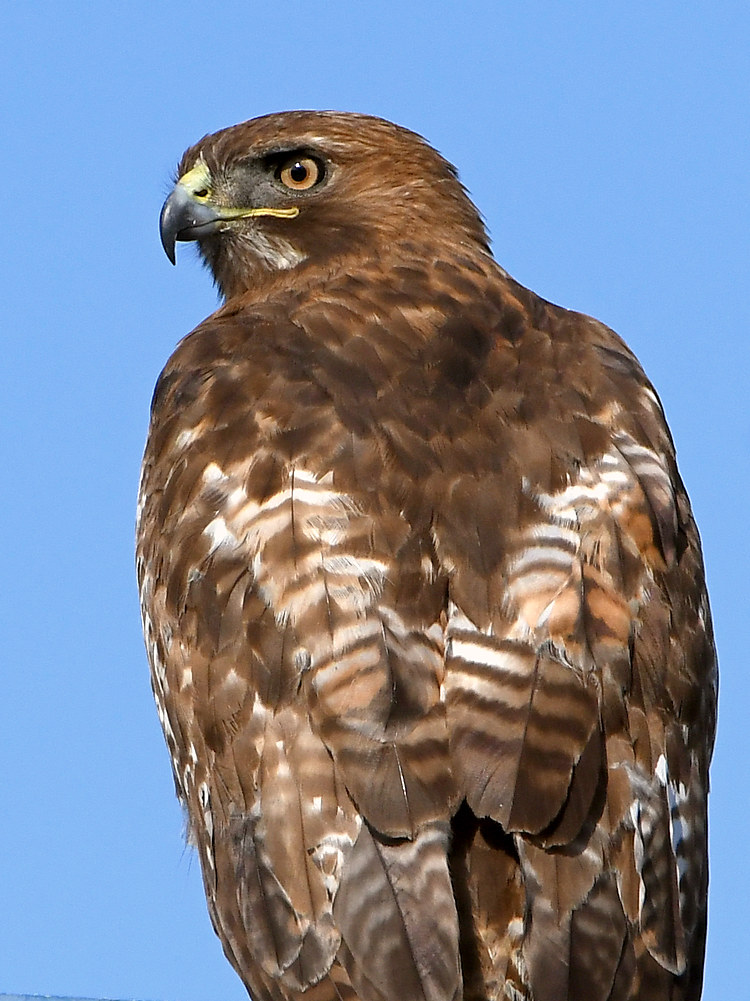 Hawk4.jpg