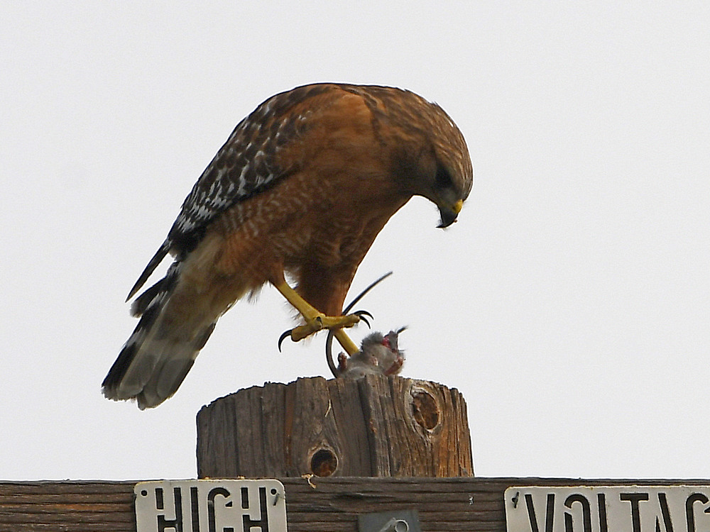 Hawk4.jpg