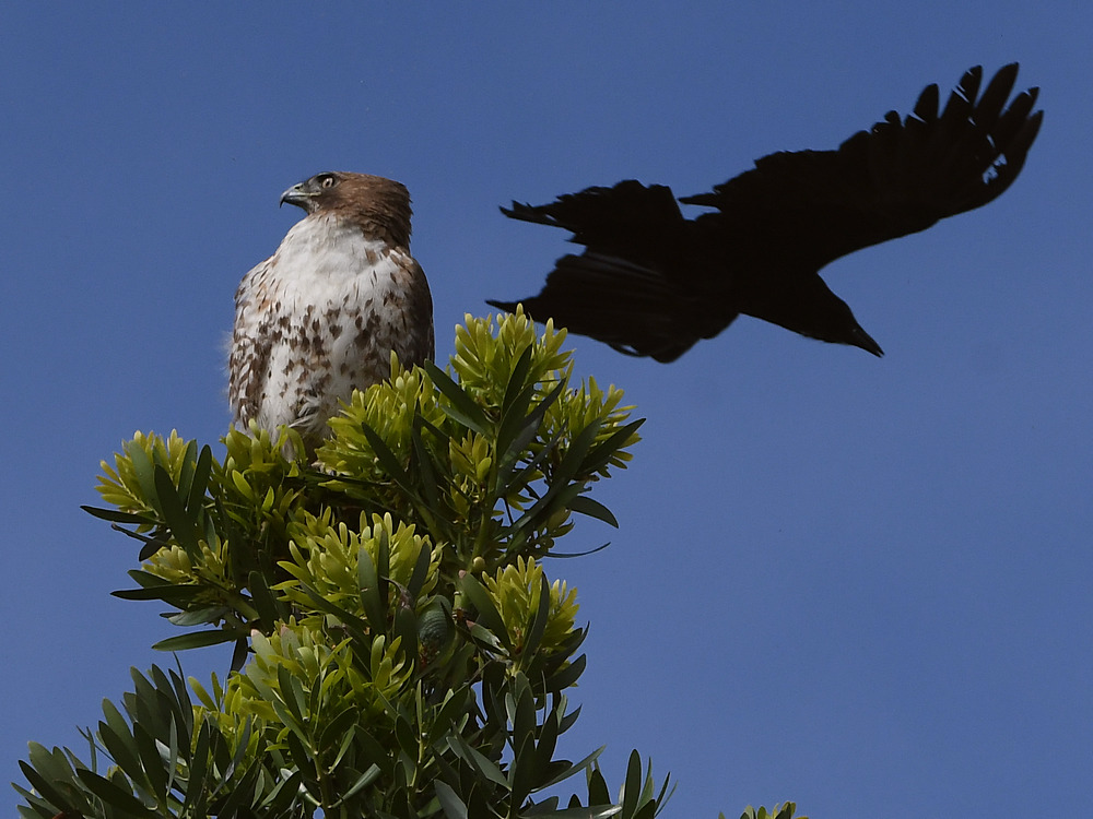 Hawk4.jpg