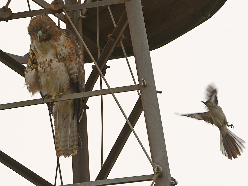 Hawk4.jpg