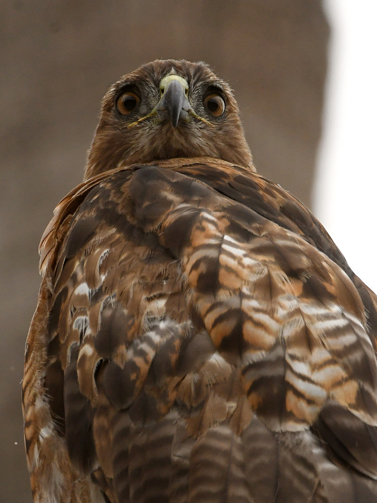 Hawk4.jpg