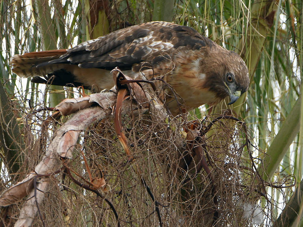 Hawk4.jpg