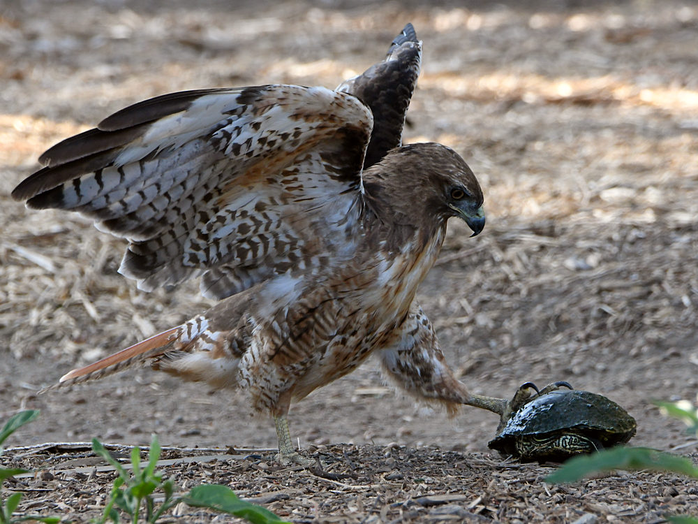Hawk4.jpg