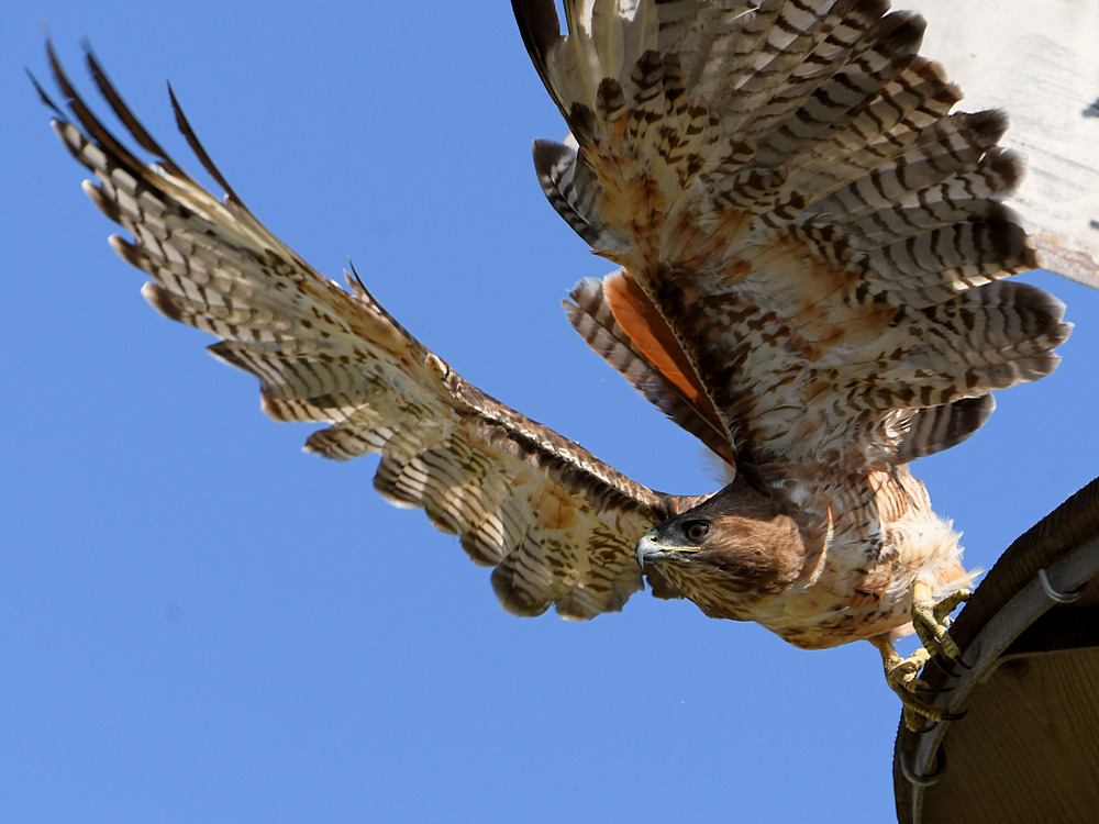 Hawk4.jpg