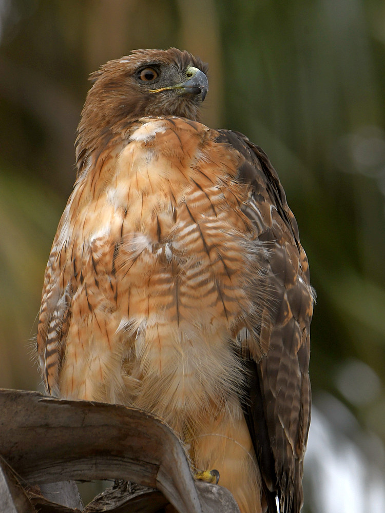 Hawk4.jpg