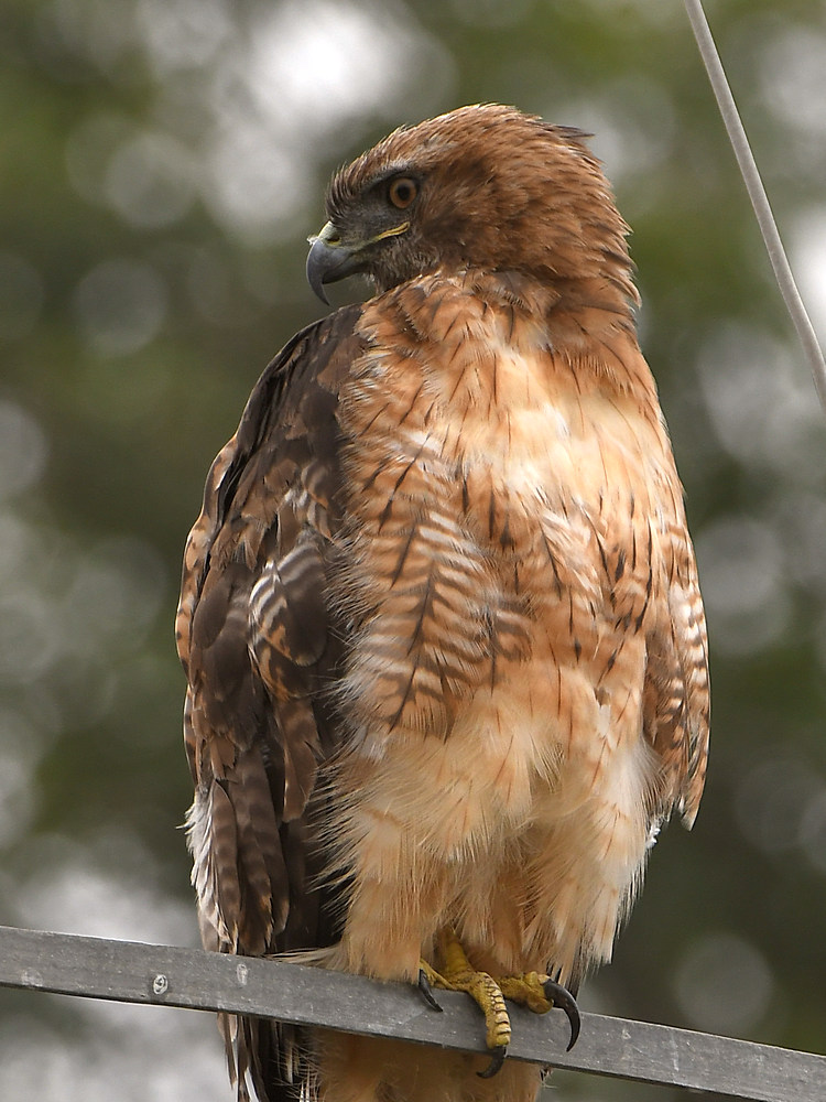 Hawk4.jpg