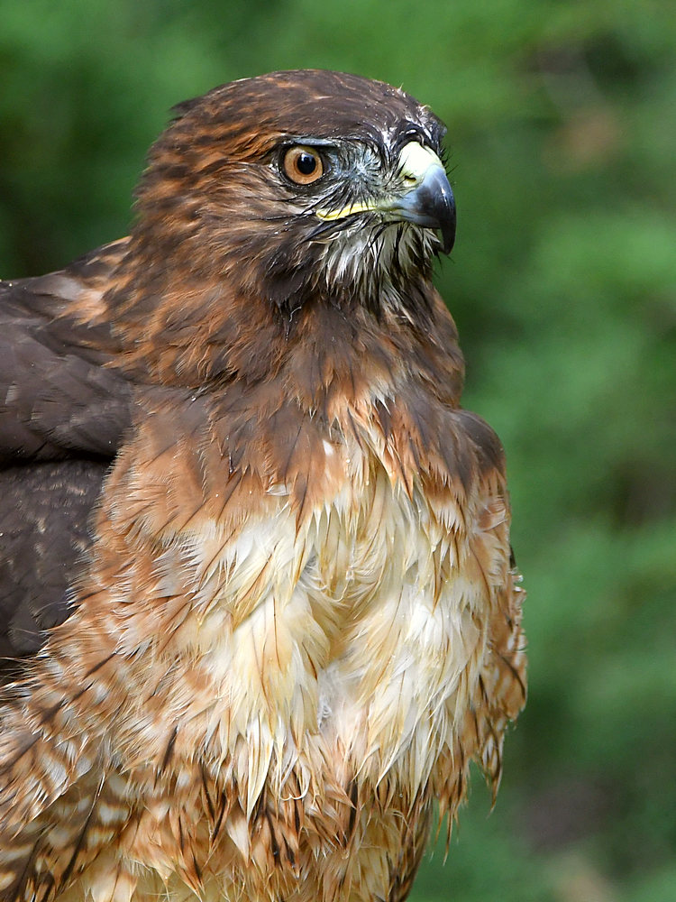 Hawk4.jpg