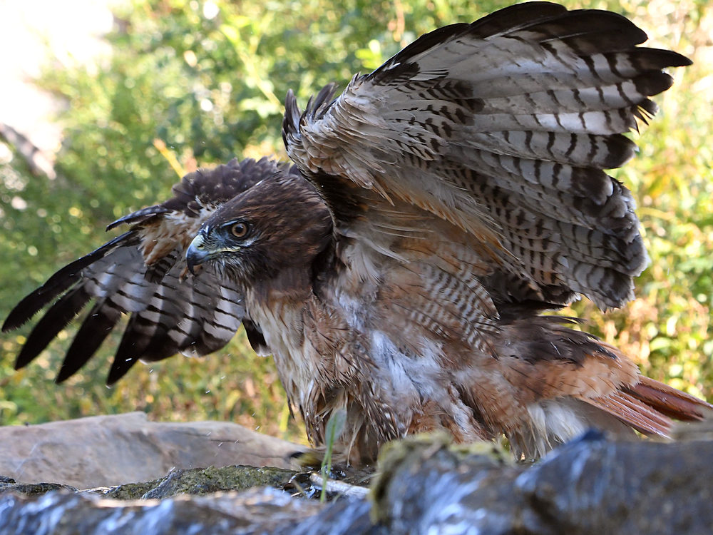 Hawk4.jpg